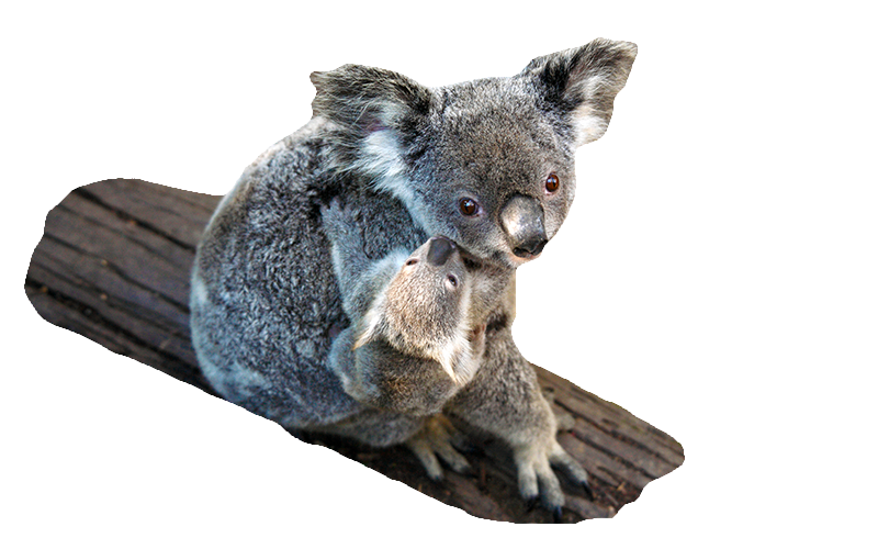 A Koala parent holding a baby